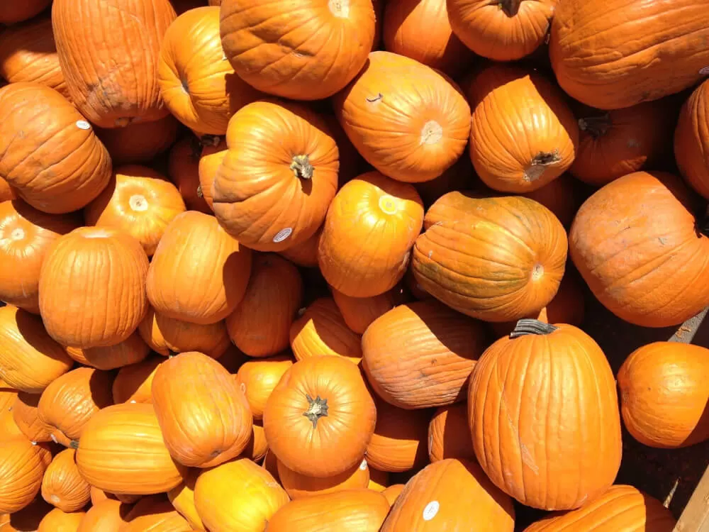 Pumpkin Pie Oatmeal | Shake That Weight